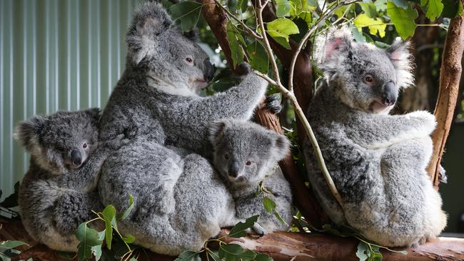 Suburban areas like Liverpool and Campbelltown have been identified as potential koala habitats. Picture: NCA NewsWire/Gaye Gerard