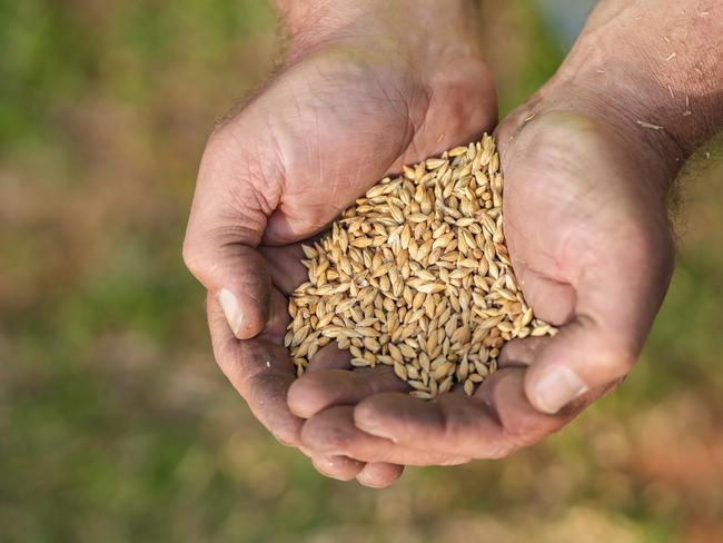 Brocklesby NSW, AUSTRALIA - Daily Telegraph - April 11th, 2023:Justin Everitt farmer from Brocklesby NSW with some of his barley.Grain producers are looking forward to politics being taken out of their industry and some producers are already beginning to think about increasing the size of their barley crops now that China appears to be open for business once moreBYLINE -  Simon Dallinger