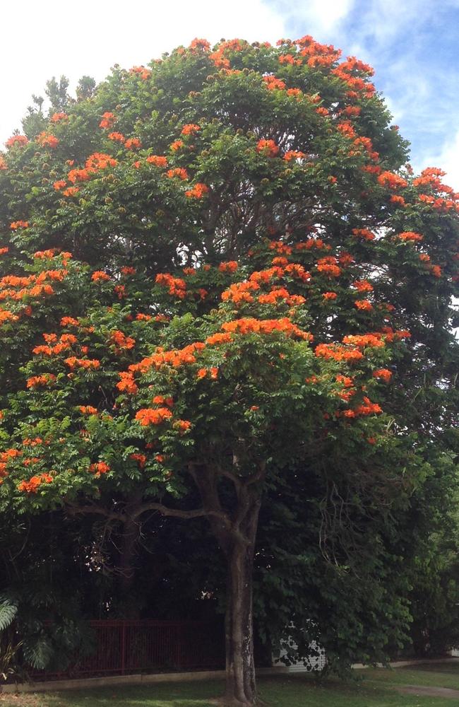 African tulip trees are a common sight in several Australia states.