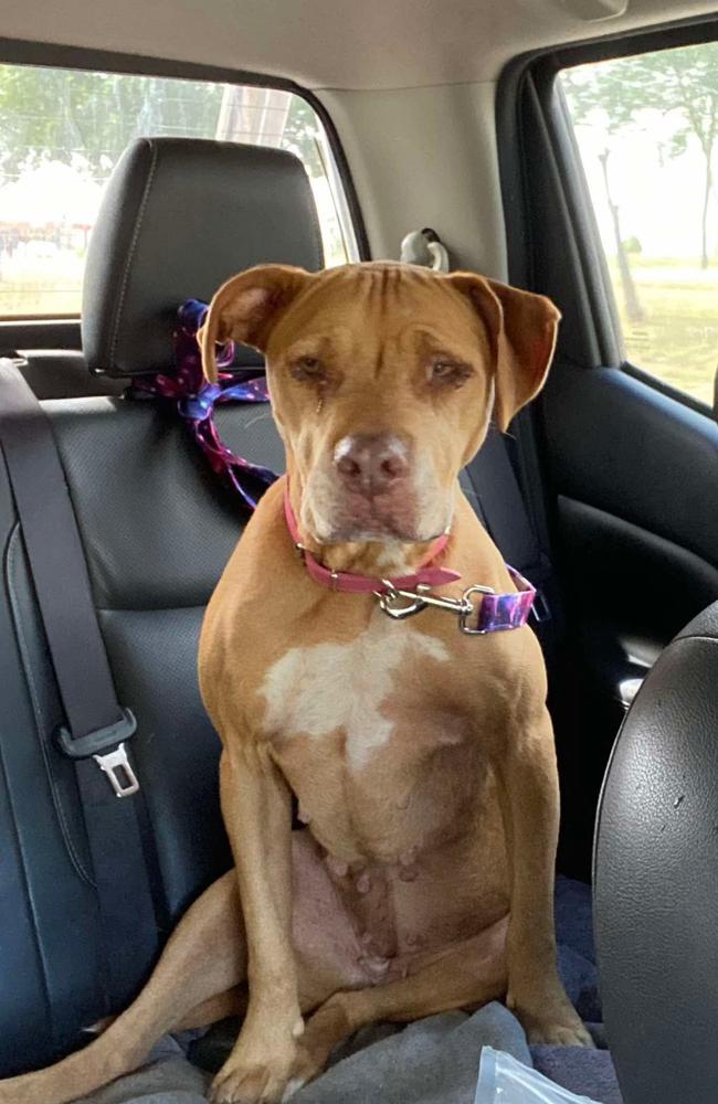 Rescuers said Nala may have been involved in a car accident while she was missing for five years. Photo: Contributed