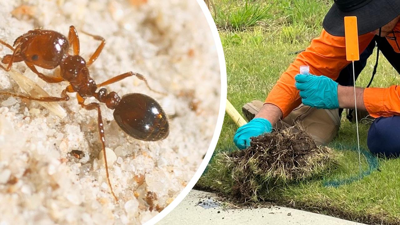 Rapid response as red fire ants breach border