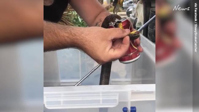 Curious snake rescued after getting stuck in VB beer can in Blackwood