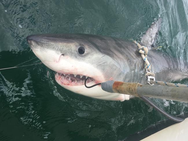 A 2.4m male white shark that was caught on a smart drumline at Evans Head on 8th May 2017