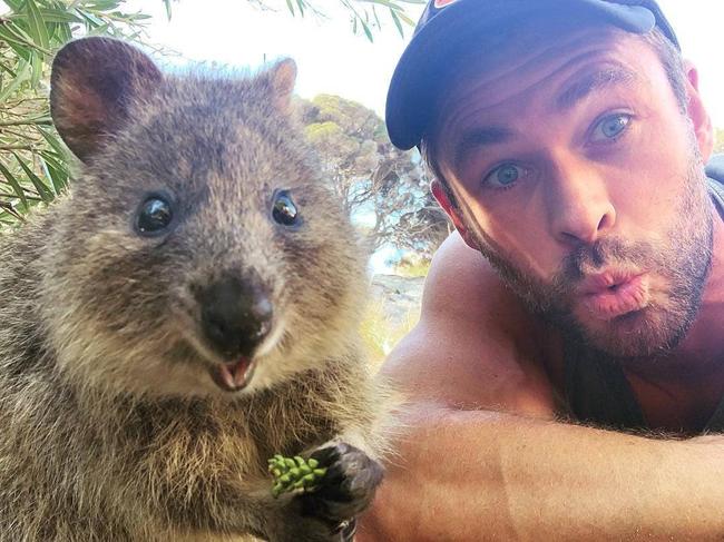 Instagram for BW Magazine. Chris Hemsworth.chrishemsworthVerified•chrishemsworthGot my first quokka selfie this week at @rottnestislandwa. Epic little creatures are all over the island just cruisin through the day doin their thing. Get there and check it out! #quokkaselfie #wadjemupbidi #rottnestisland @australia