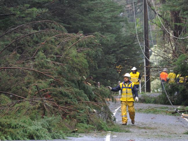 Storm damage on Mt Dandenong Tourist Road, Mount Dandenong. Picture: Andrew Henshaw