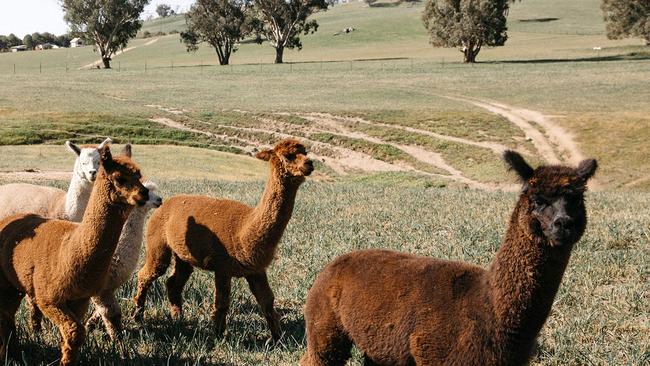 The alpacas enjoy the view at Hillview Farmstay, Mount Adrah. Picture: Alexandra Adoncello