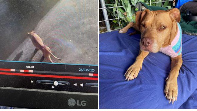 Nine year old mixed staffy called Nala who went missing in 2020 and was found by local animal rescuers on May 9, 2025.
