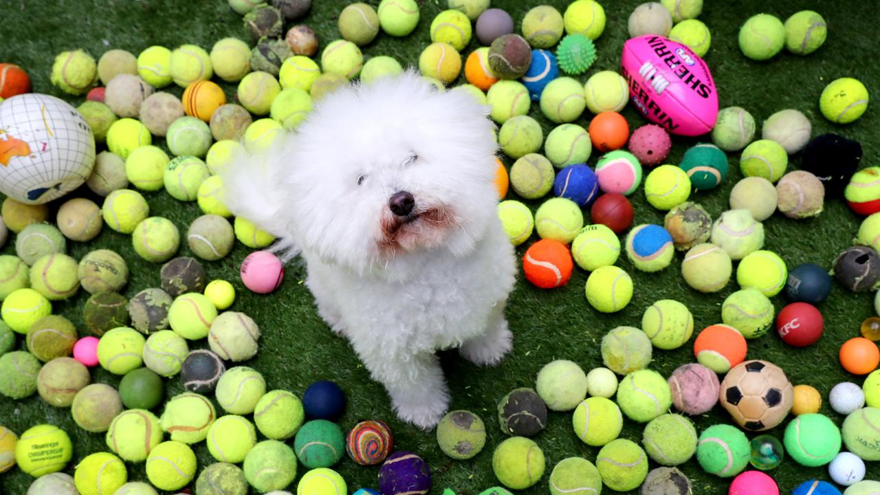Henri, 11, collects tennis balls. Picture: Tait Schmaal