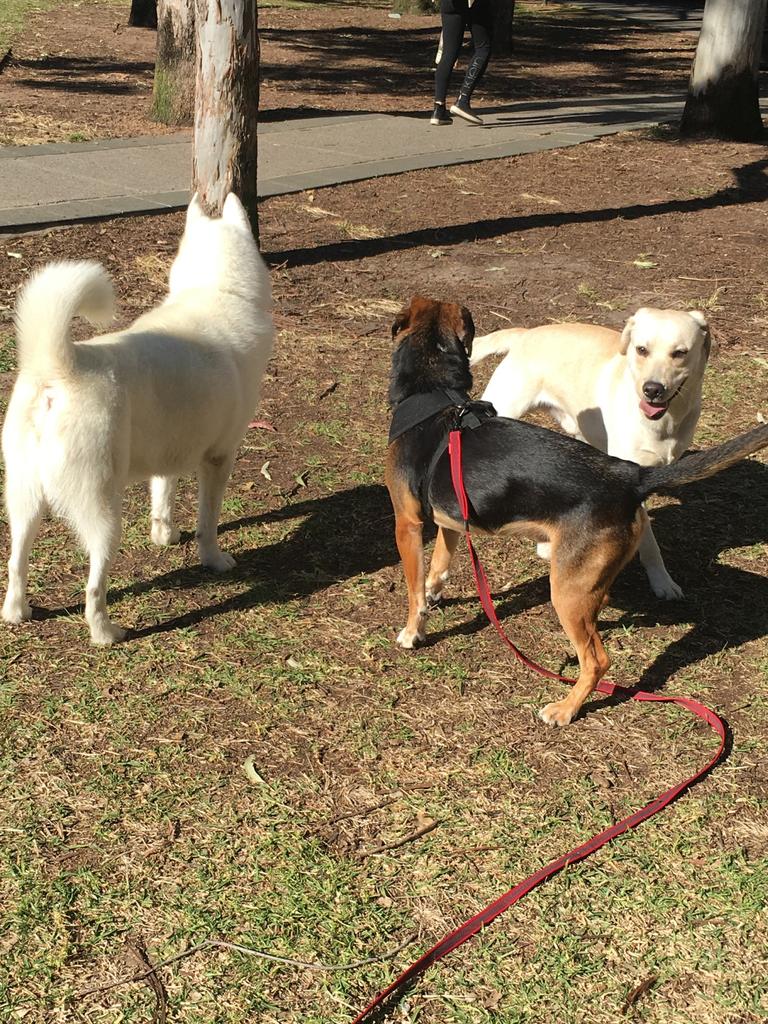 Max plays with other dogs at the park.