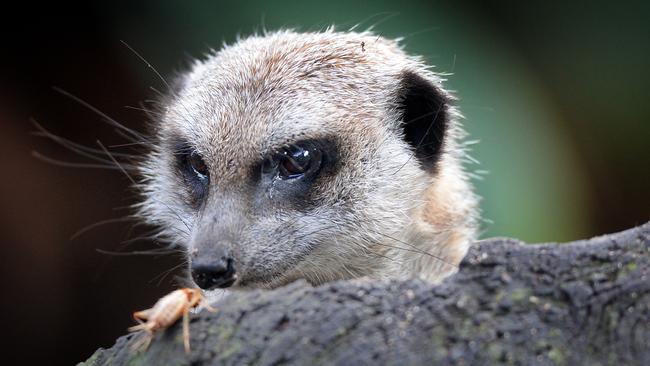 Feeding time at Melbourne Zoo. Meerkats. Picture: Tony Gough