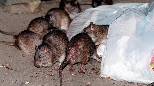 Madagascar Village Hit By Fatal Bubonic Plague Outbreak | News.com.au ...