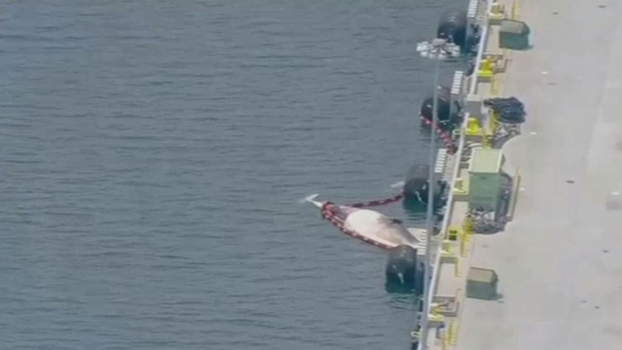 One of the two whales which dislodged from HMAS Sydney in San Diego.