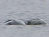‘Most exciting’ Loch Ness photos ever released