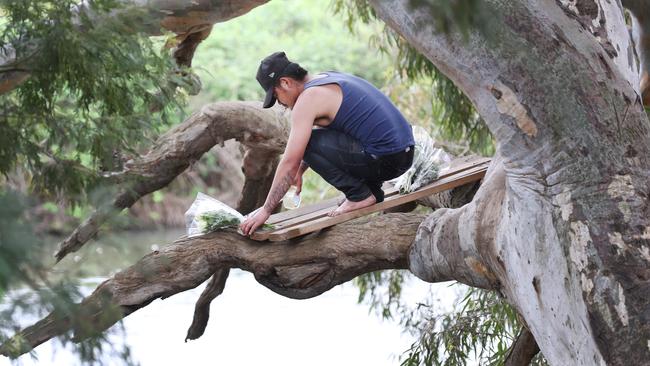 A loved one places flowers at a tree by the river. Picture: David Crosling