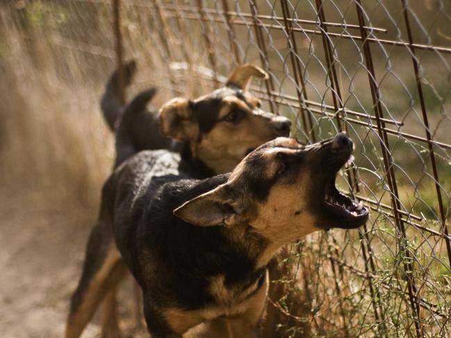 Two barking mutt dogs near the fence