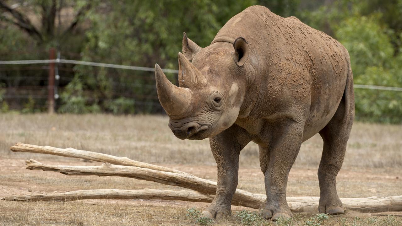Black rhino from Monarto Safari Park, SA. Black rhinos do large, grassy green balls of poo. Picture: Adrian Mann/Zoos SA