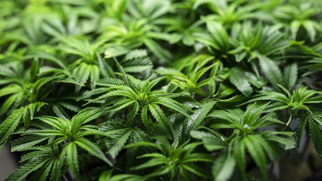 Medicinal cannabis play Cronos Australia won’t grow the leafy stuff. Picture: Bloomberg