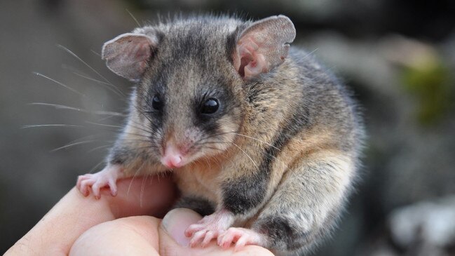 A mountain pygmy possum threatened by wild horses in Kosciuszko National Park. Picture: DPE