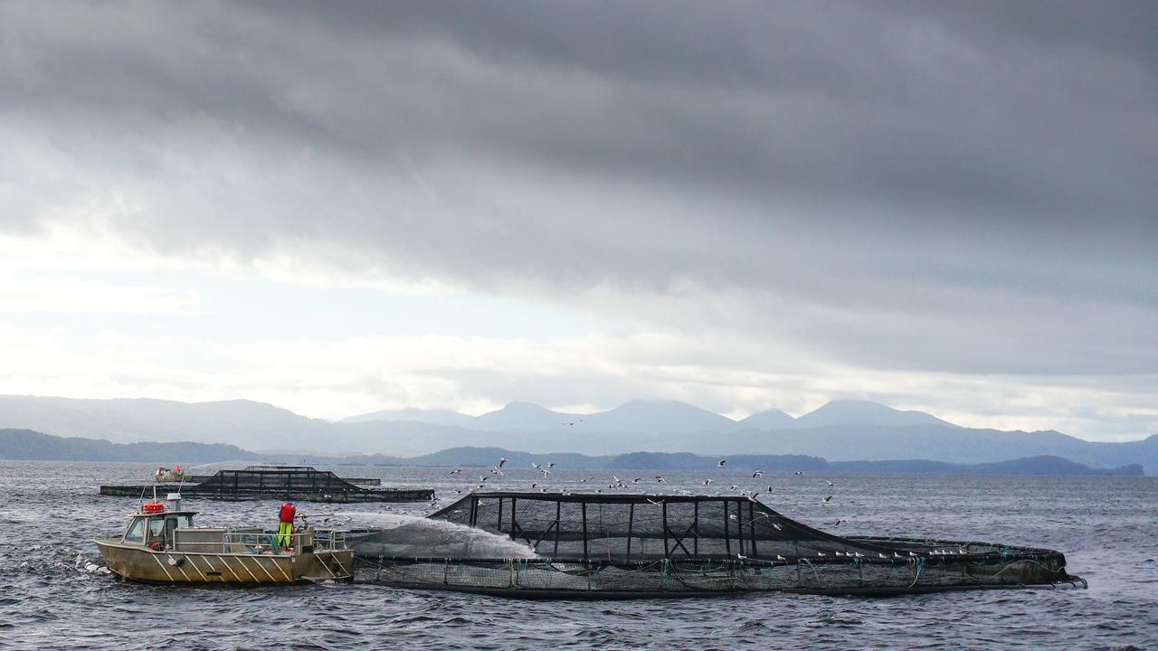 Salmon farms operate in the Macquarie Harbour in Tasmania.