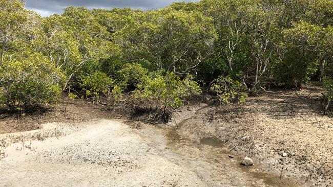 Lots of mangroves to be seen. Picture: Amanda Robbemond