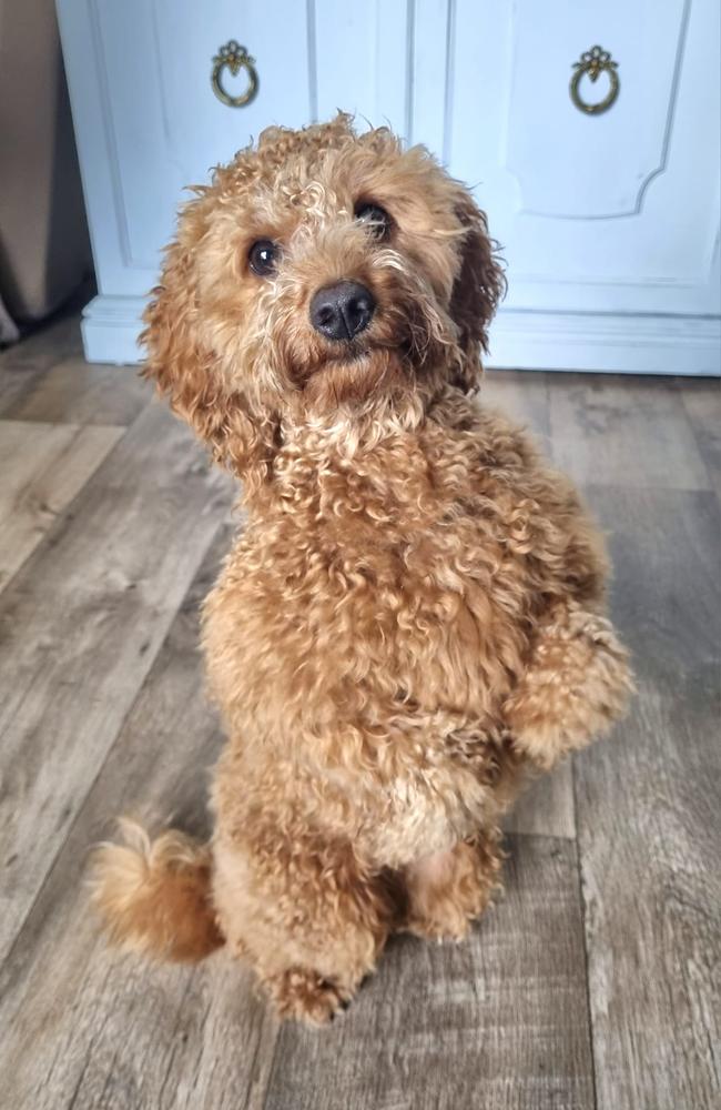 Lacey: Sherrie Shepherd's 17 month old Cavoodle