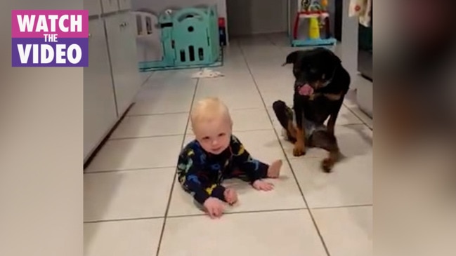 Paralysed dog shows baby how to crawl