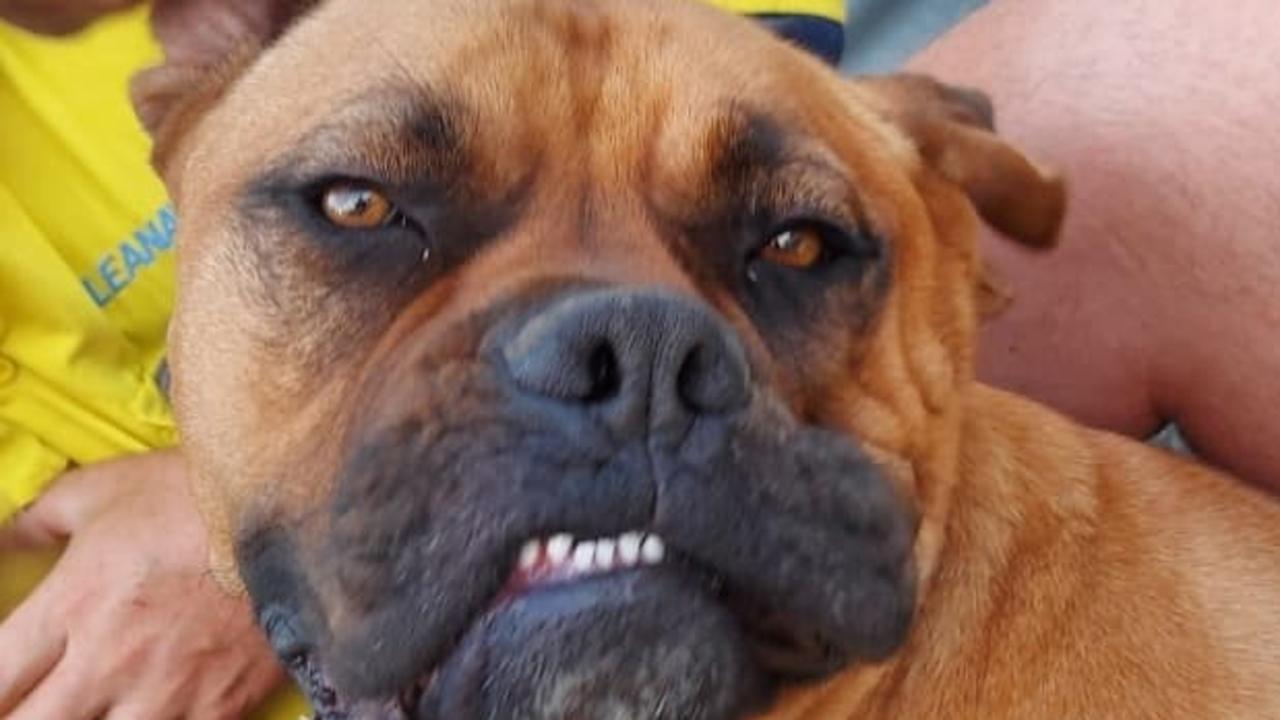 Loveable "50 kilo lump" Dozer has been voted Gympie's quirkiest pet, and it's easy to see why. Pictures: Supplied