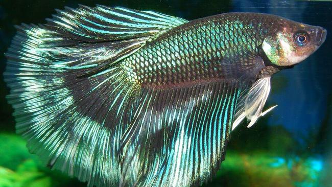 Flash, a male crowntail betta fighting fish.