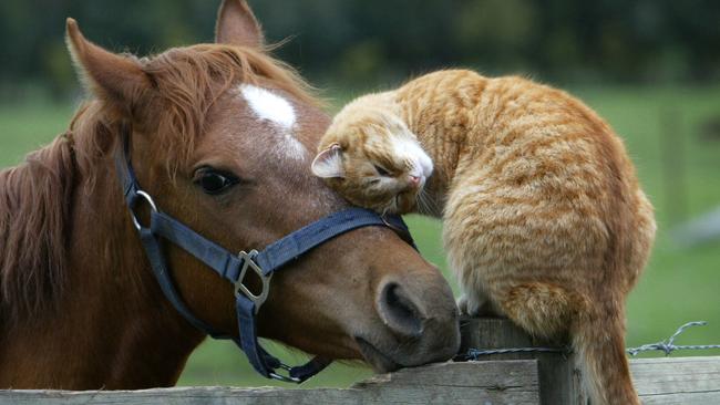 This heart warming shot captured an unlikely friendship between Tiger the untamed cat and Annie the wild pony. Nicole Garmston photographed the pair on a farm at Terang. Picture: Nicole Garmston