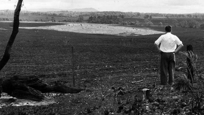 The once rich grazing land a few miles from Healesville is left scorched by the 1962 blaze.