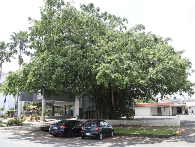 The Weeping Fig provides a significant cooling effect in the area which CAFNEC spokesman Paul Mathew said is essential as cities experience higher temperatures with global warming.