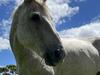 Cops threaten to quit over Gepps Cross horse force move