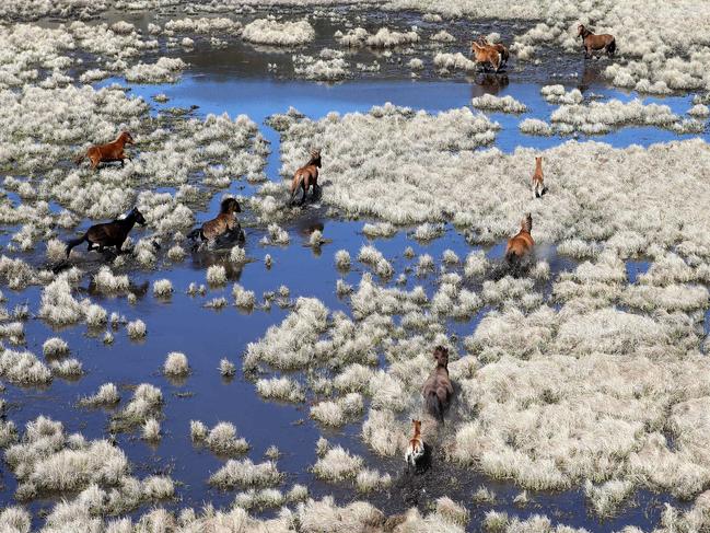 Wild brumbies galloping through water in the Kosciuszko National. Picture: Stephen Cooper