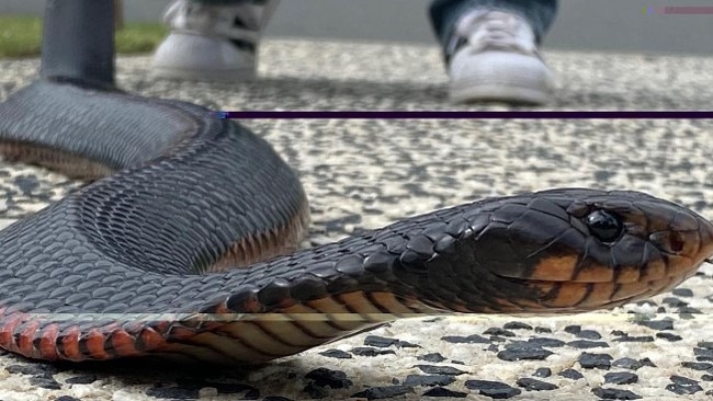 This huge redbellied black snake was spotted at Wights Mountain under a lawnmower.