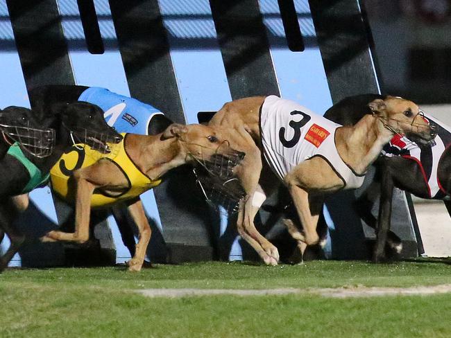 Greyhounds at Albion Park Brisbane. Marc ROBERTSON -