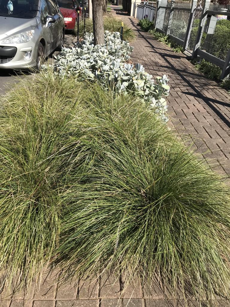 Utilitarian Verge. Grasses and succulents (Cotyledon) make a pleasing combination to provide habitat and soil coverage and soften the harsh bitumen. Verges Alive. Picture: Jill Woodlands