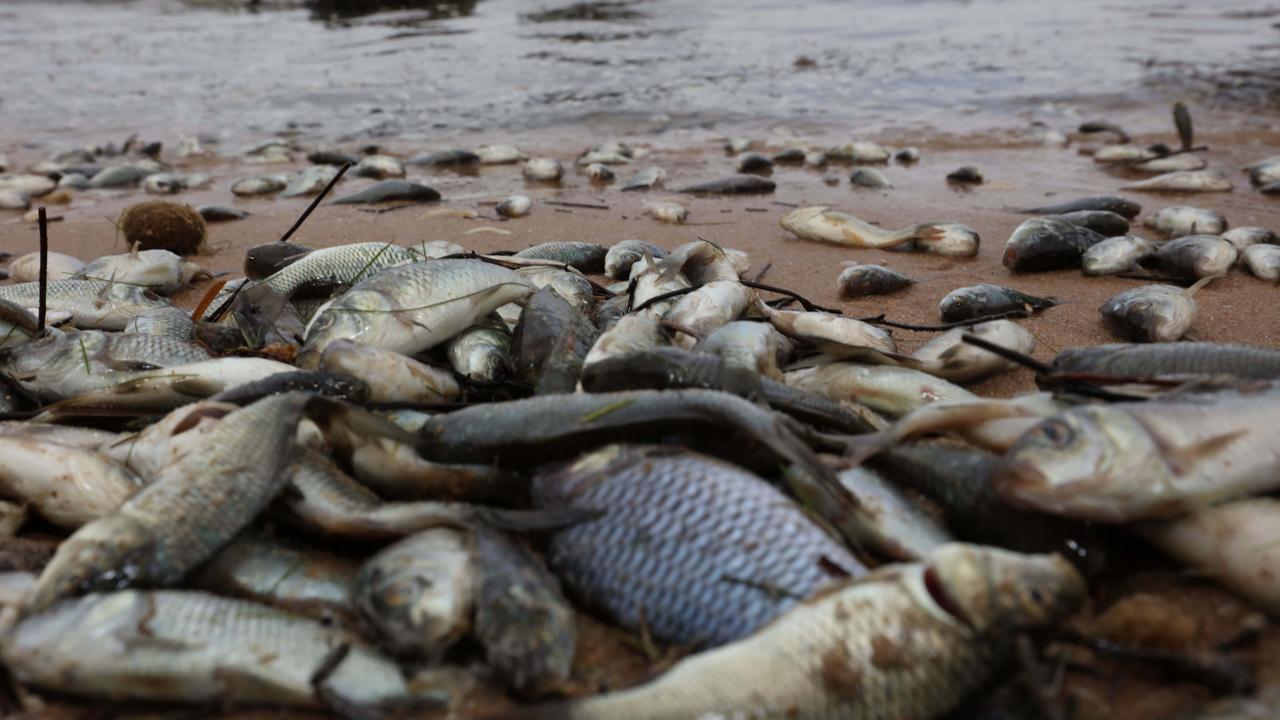 Middleton: Dead fish still stinking up SA beaches