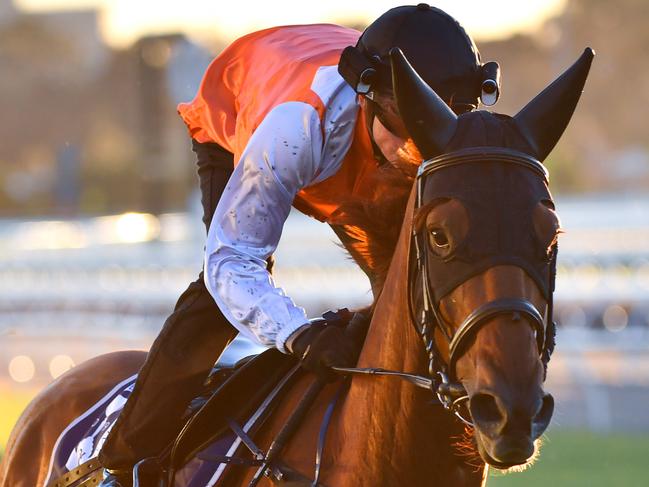 Jockey Craig Williams rides Vow And Declare during a trackwork session at Flemington Racecourse in Melbourne, Tuesday, October 29, 2019. (AAP Image/Vince Caligiuri) NO ARCHIVING