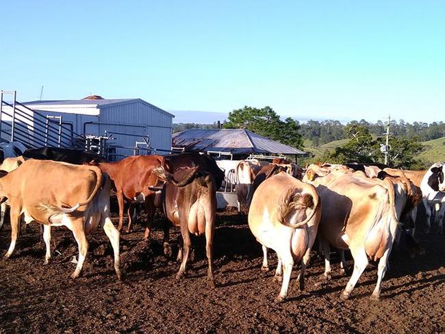 Shane Hickey has 120 cows on his farm.