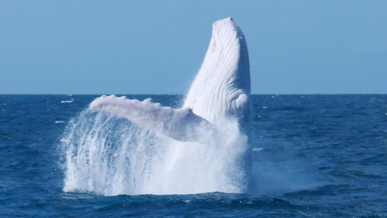 Migaloo is the only known albino humpback on Australia’s east coast. Picture: Indepth Photography, Quicksilver