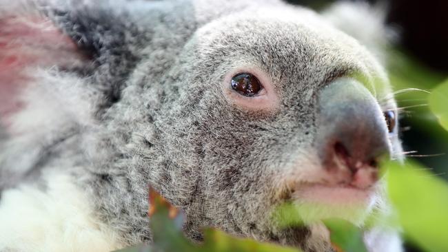 Professor Carrick says habitat options are limited for Gold Coast koalas. Photo by Richard Gosling