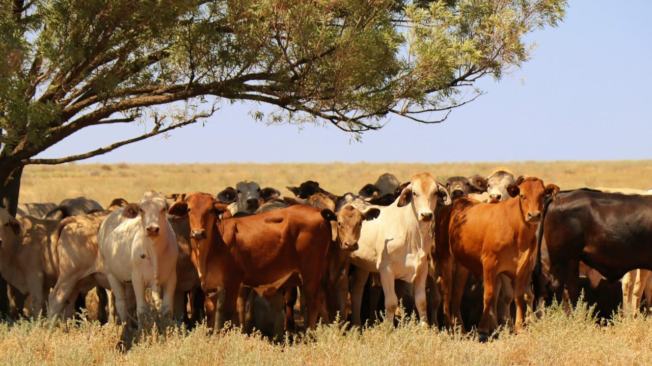 Cattle stations will continue to play a strong role in the agribusiness sector in 2023.