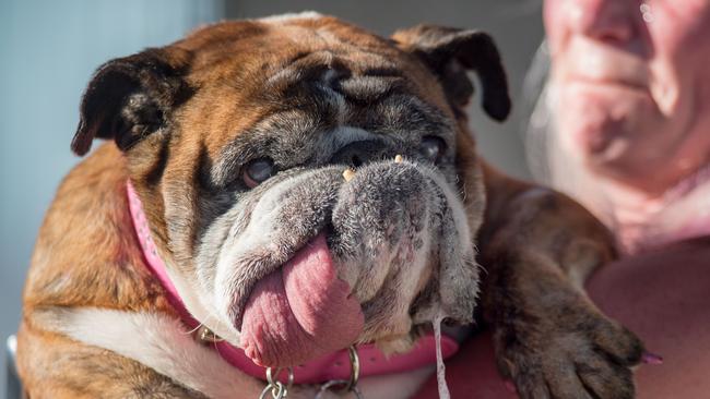 Zsa Zsa, an English Bulldog, drools while competing – and winning – in 2018. Picture: AFP PHOTO / JOSH EDELSON