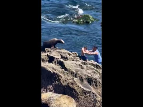 Man dangerously poses child near wild sea lion