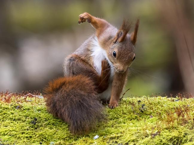 A hard to reach itch proves a hurdles for a squirrel. Picture: Johnny Kaapa/Barcroft Images