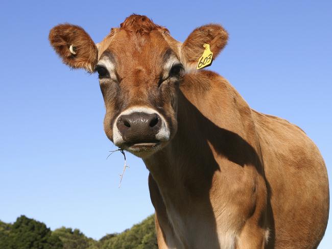 Jersey dairy cow looking relaxed