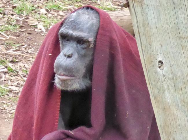 The chimpanzee exhibit at Monarto Safari Park. Picture: Jackie Tracy