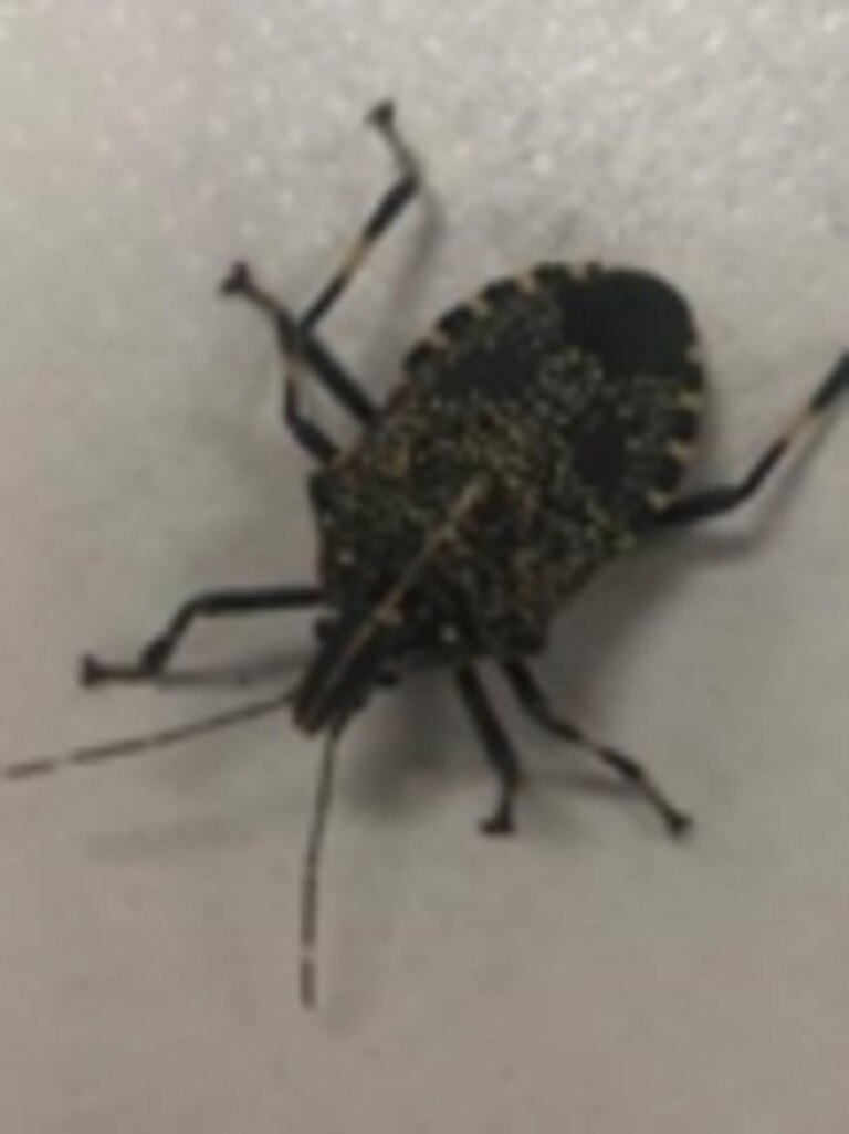 Stink bugs were among thousands of risk items seized by biosecurity officers at airports in 2023. Picture: DAFF