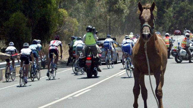 JANUARY 23, 2004 : Runaway horse during fourth stage of Tour Down Under (TDU) between Unley & Hahndord 23/01/04. Pic Sarah Reed.Cycling / CyclistSouth Australia / Animal