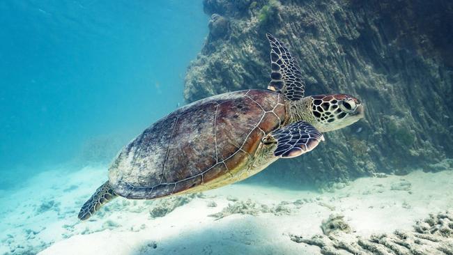 Heron Island is famous for the turtles that return to nest from October to March.